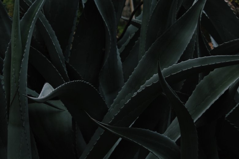 aloe vera